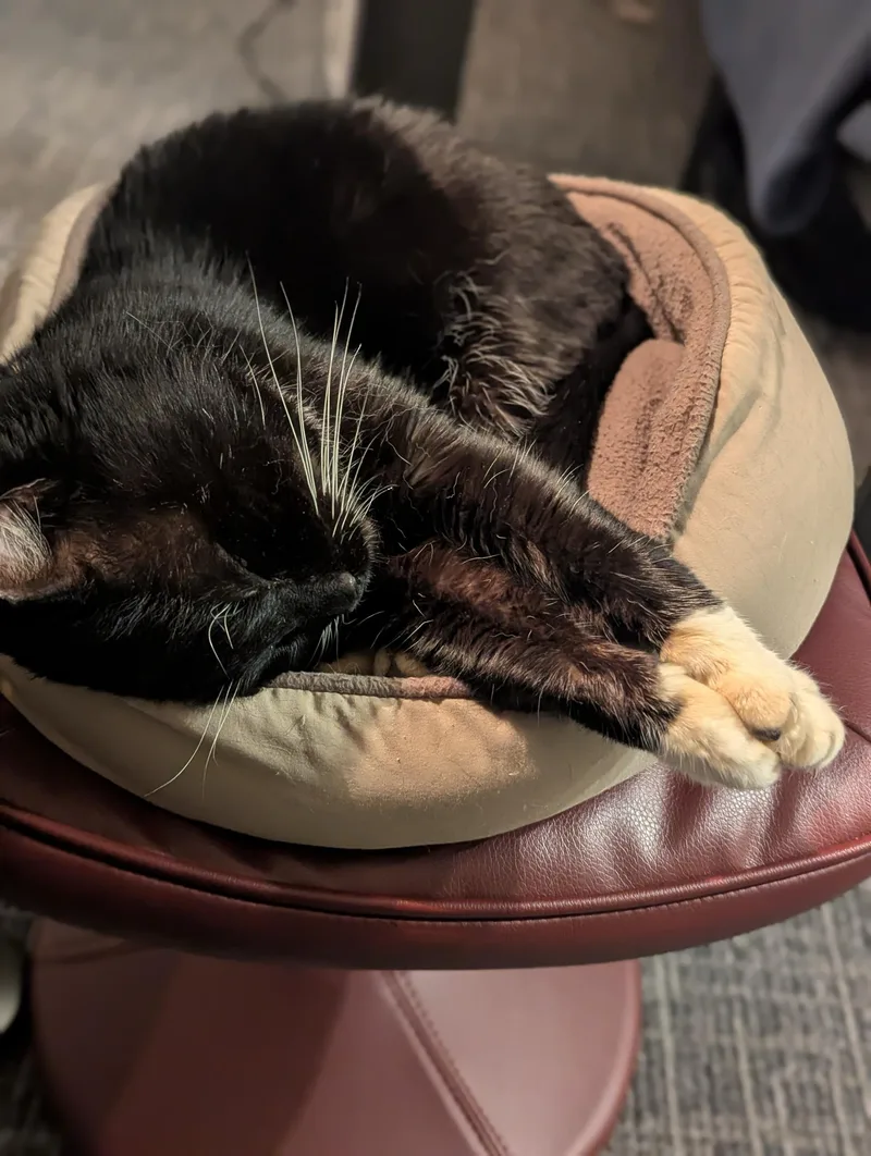 A senior medium-sized male Black Domestic Short Hair cat named Thumper for adoption in Seattle, WA