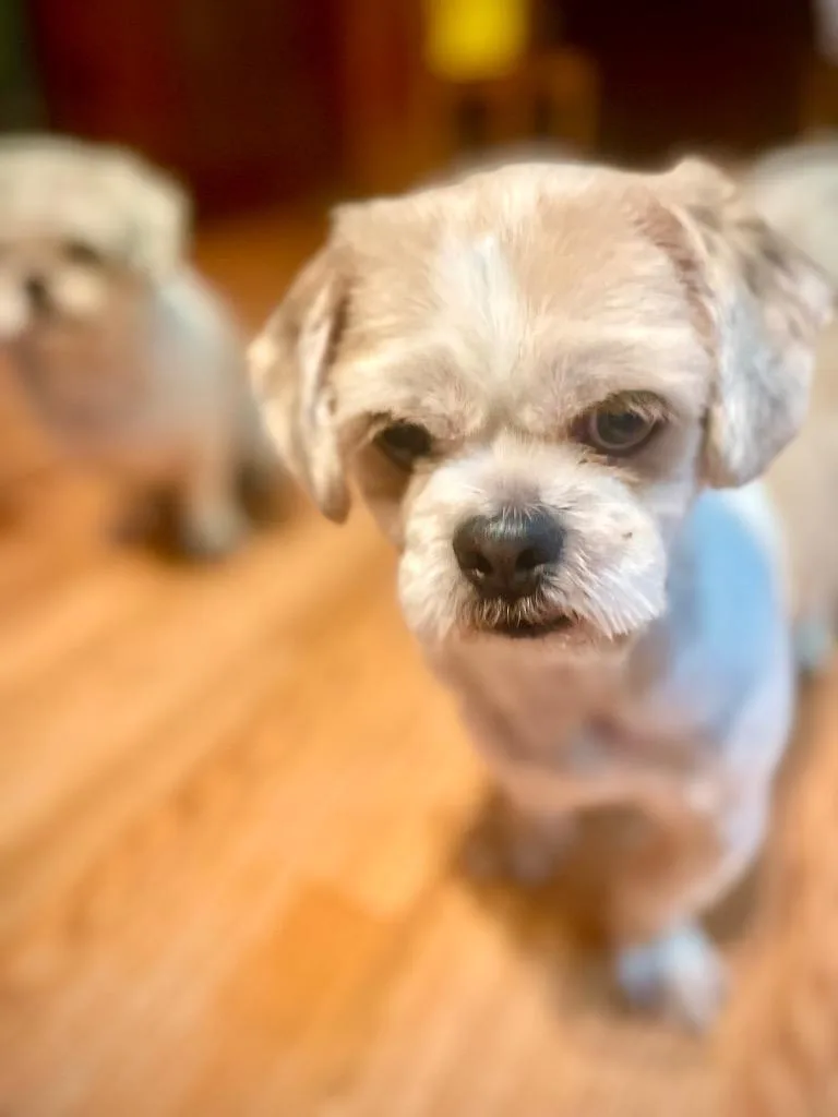 An adult small-sized male Shih Tzu dog named Nico for adoption in Port Jervis, NY