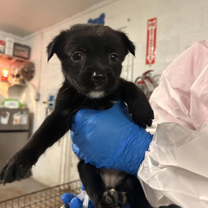 A baby small-sized female Black Shepherd dog named Chrissy for adoption in Edinburg, TX