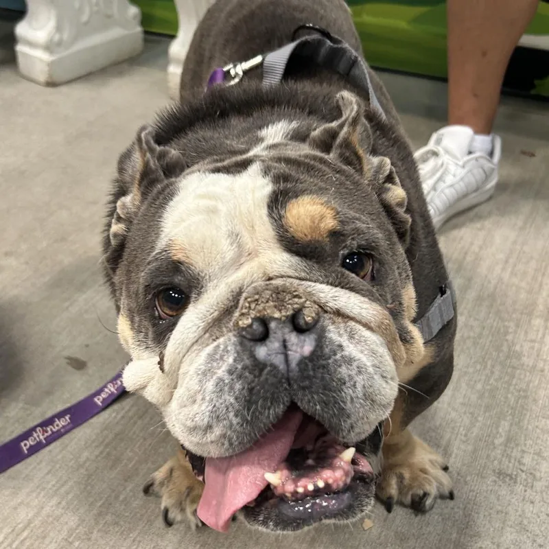 An adult medium-sized male English Bulldog dog named Igor for adoption in Las Vegas, NV