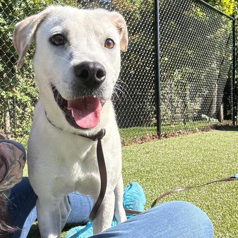 A young medium-sized male Labrador Retriever dog named Ernie for adoption in Briarcliff Manor, NY