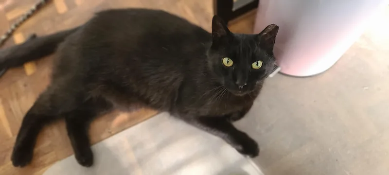 An adult large-sized male Black Domestic Short Hair cat named Shadow for adoption in East Point, GA