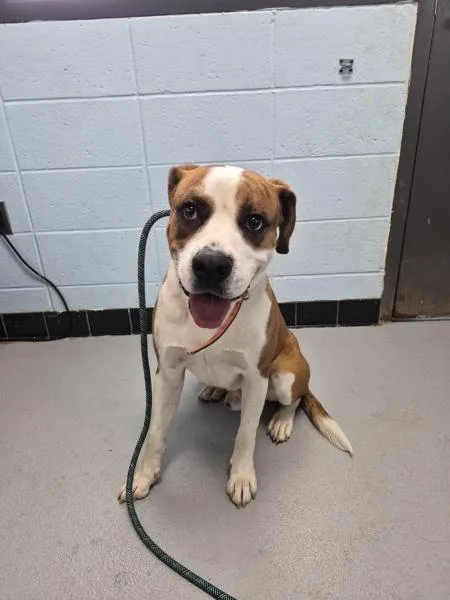 A young large-sized male Boxer dog named Pen for adoption in Lawrenceville, GA