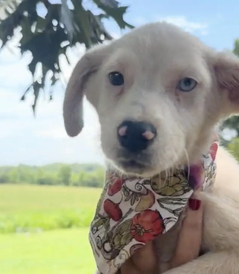 A baby medium-sized female White / Cream Mixed Breed dog named Goldie for adoption in Franklin, TN