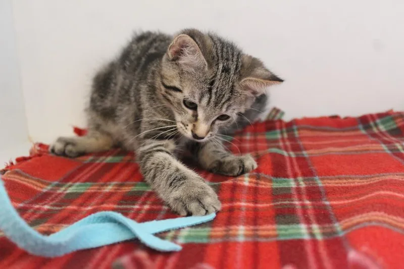 A baby medium-sized male Tabby (Brown / Chocolate) Domestic Short Hair cat named Hazard for adoption in Chestertown, MD