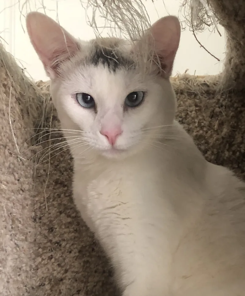An adult medium-sized female White Turkish Van cat named Floriana for adoption in Lompoc, CA