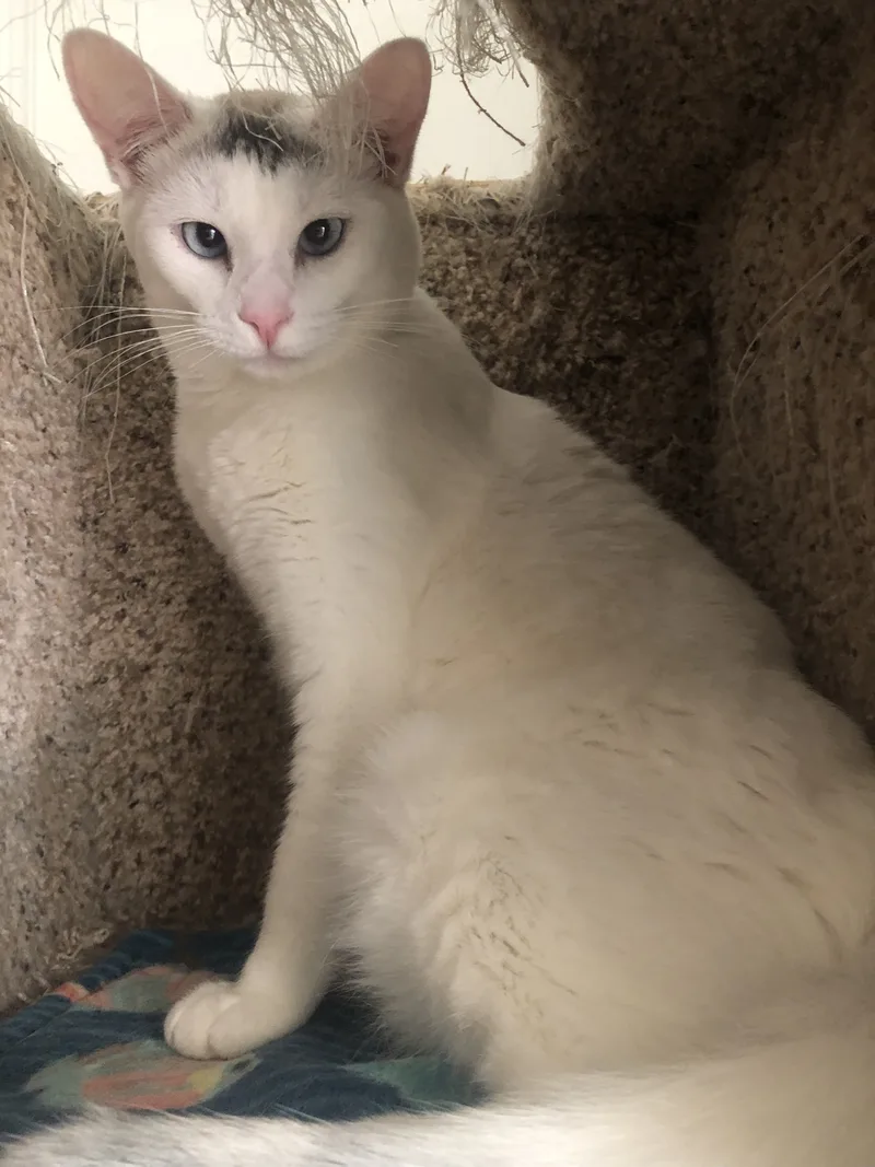 Floriana thumbnail 2