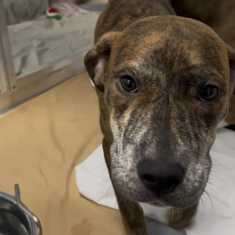 A baby small-sized female Brindle Plott Hound dog named Ruby for adoption in Clearwater, FL