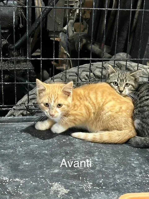 A baby medium-sized male Domestic Short Hair cat named Avanti for adoption in Cloquet, MN