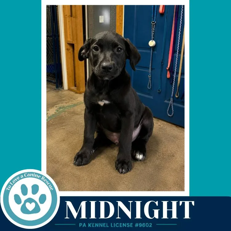 A baby medium-sized female Tricolor (Brown, Black, & White) Labrador Retriever dog named Midnight for adoption in Kimberton, PA