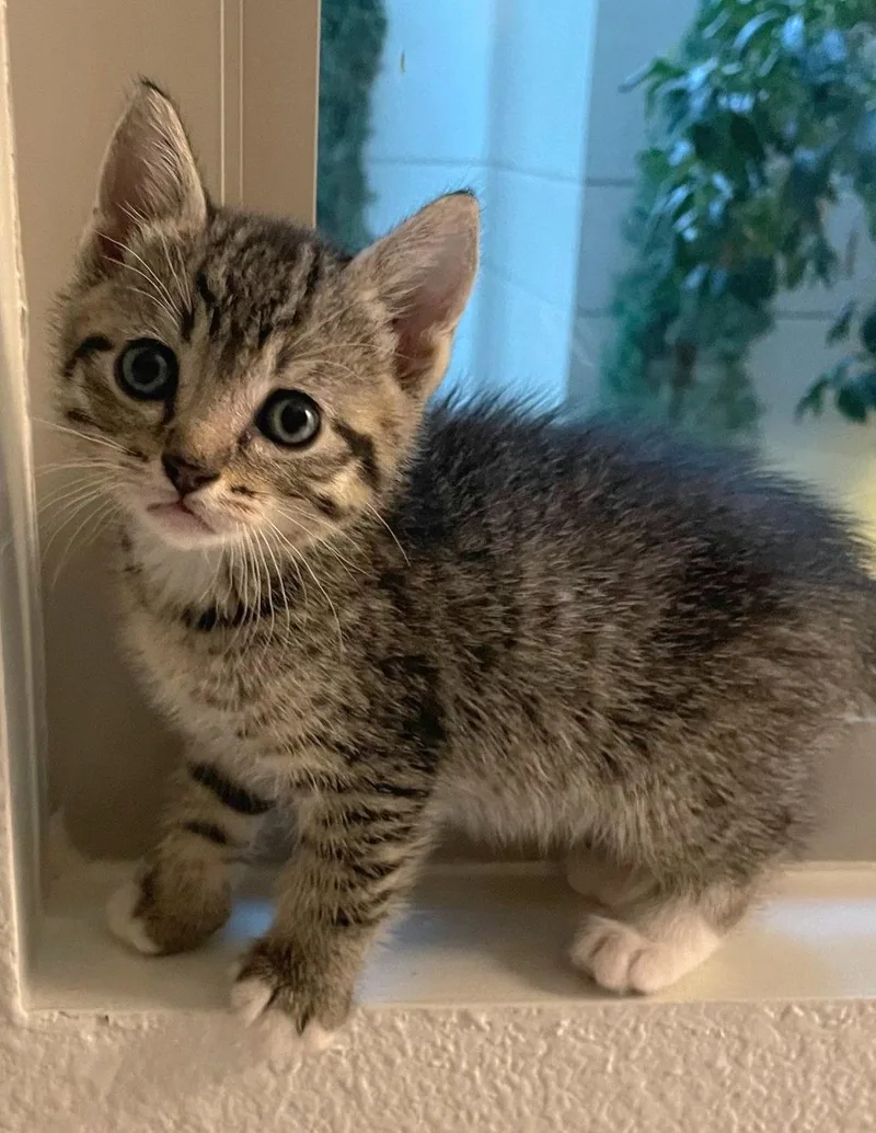 A baby medium-sized male Domestic Short Hair cat named Bean for adoption in Campbell, CA
