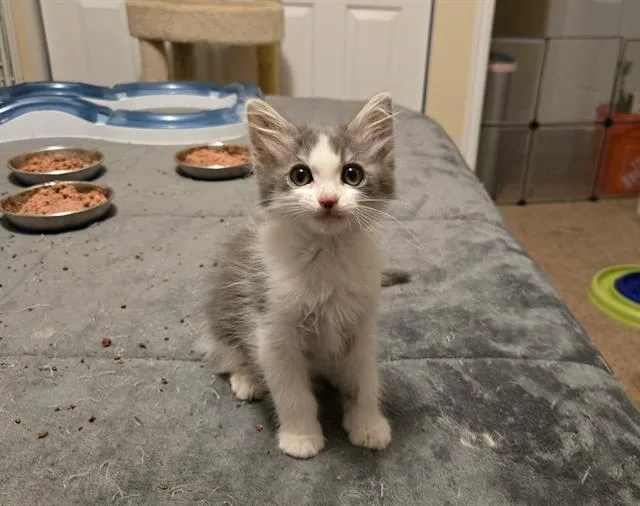 A baby small-sized male Domestic Short Hair cat named Merry for adoption in West Valley City, UT