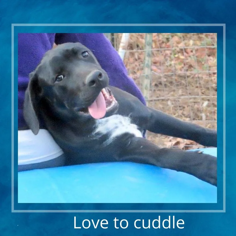 A young medium-sized male Black Labrador Retriever dog named Ozzy for adoption in Falmouth, ME
