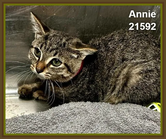 A baby medium-sized female Tabby (Brown / Chocolate) Domestic Short Hair cat named Annie for adoption in Marietta, GA