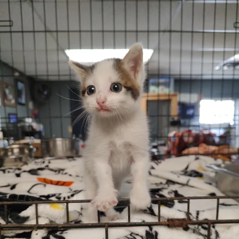 A baby small-sized male White Domestic Short Hair cat named Marty McFly K for adoption in Corsicana, TX