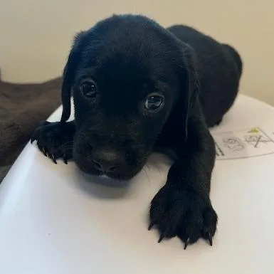 A baby small-sized male Black Black Labrador Retriever dog named Ollie for adoption in Clearwater, FL