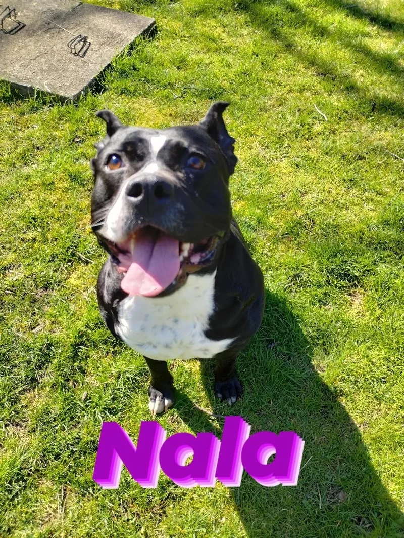 Nala