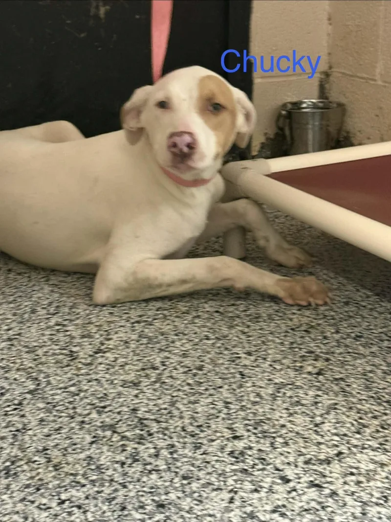 A young large-sized male Pointer dog named Chucky for adoption in Fayetteville, WV