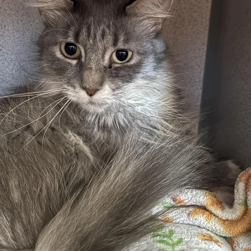 A young medium-sized female Gray & White Domestic Long Hair cat named Henrietta for adoption in Grass Valley, CA