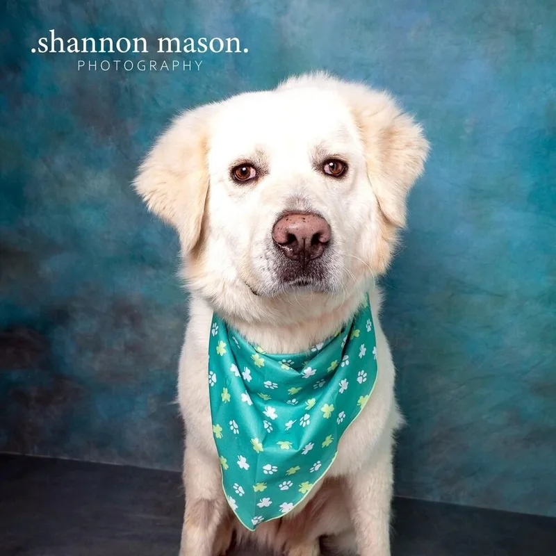 A young large-sized female Great Pyrenees dog named Sister for adoption in Las Vegas, NV