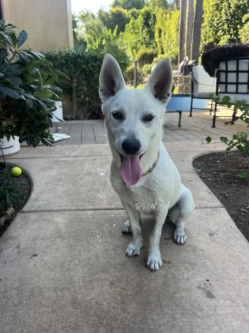 A baby medium-sized male White / Cream Shepherd dog named Luca for adoption in San Diego, CA