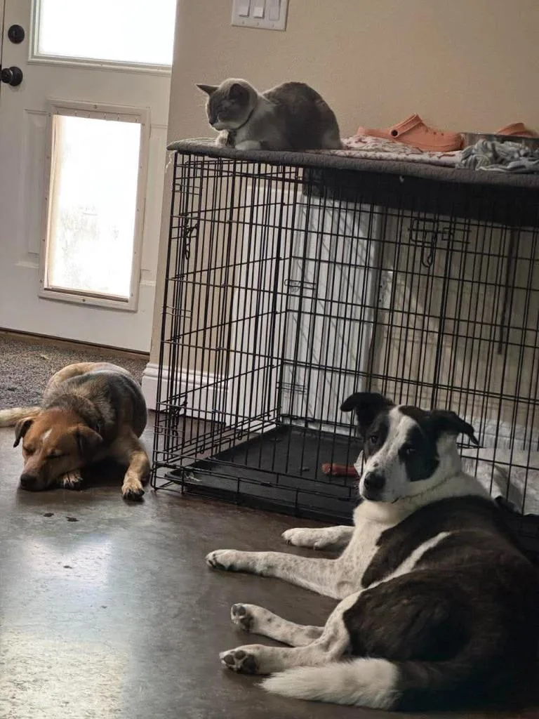 An adult medium-sized male Australian Cattle Dog / Blue Heeler dog named Rusty for adoption in Salt Lake City, UT