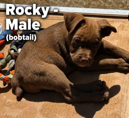 A baby large-sized male Rottweiler dog named Rocky for adoption in Morton Grove, IL