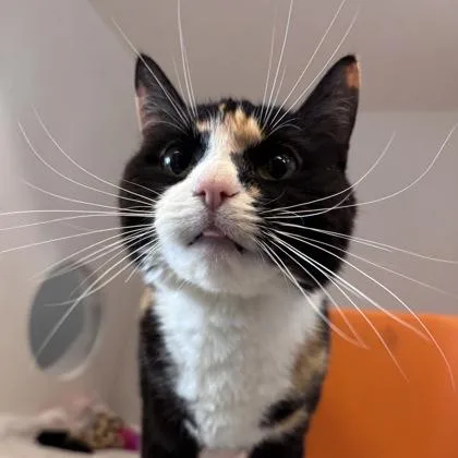A young small-sized female Domestic Short Hair cat named Xena for adoption in Janesville, WI