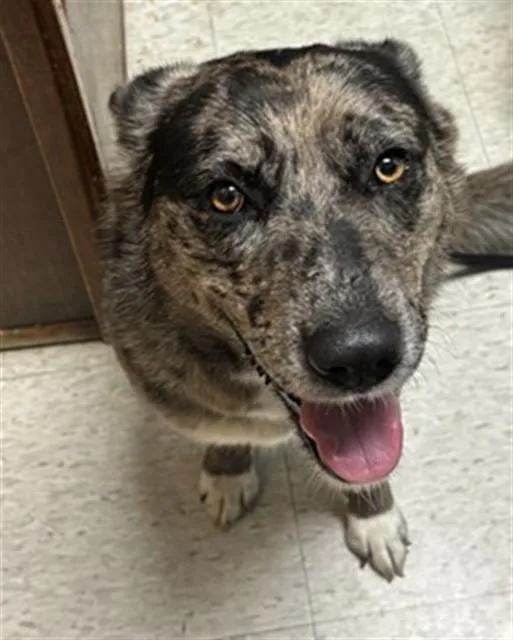 An adult medium-sized female Australian Shepherd dog named Snooki A for adoption in Plano, TX