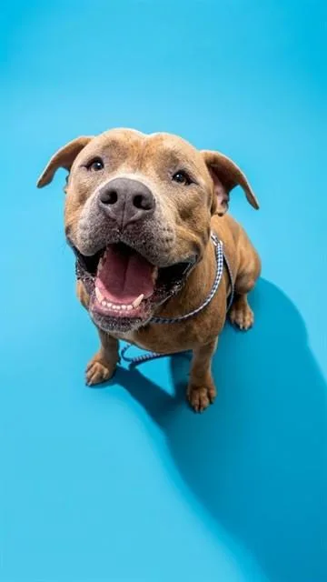 A young large-sized male Mixed Breed dog named Jakey for adoption in Jacksonville, FL