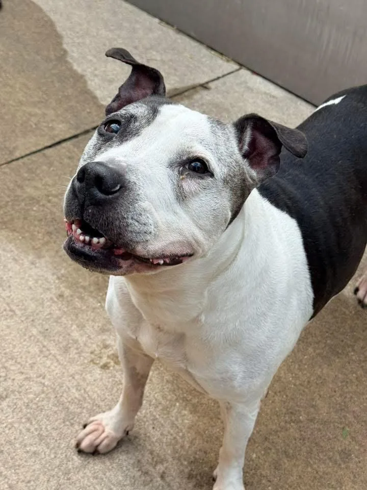 An adult medium-sized female Black Pit Bull Terrier dog named Bernadette for adoption in Chicago, IL