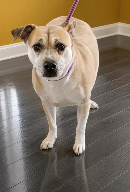 An adult large-sized male Terrier dog named Max Foote for adoption in West Memphis, AR