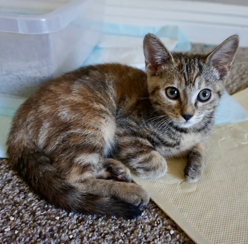 A baby medium-sized female Tabby (Brown / Chocolate) Tabby cat named Molly B for adoption in Fresno, CA