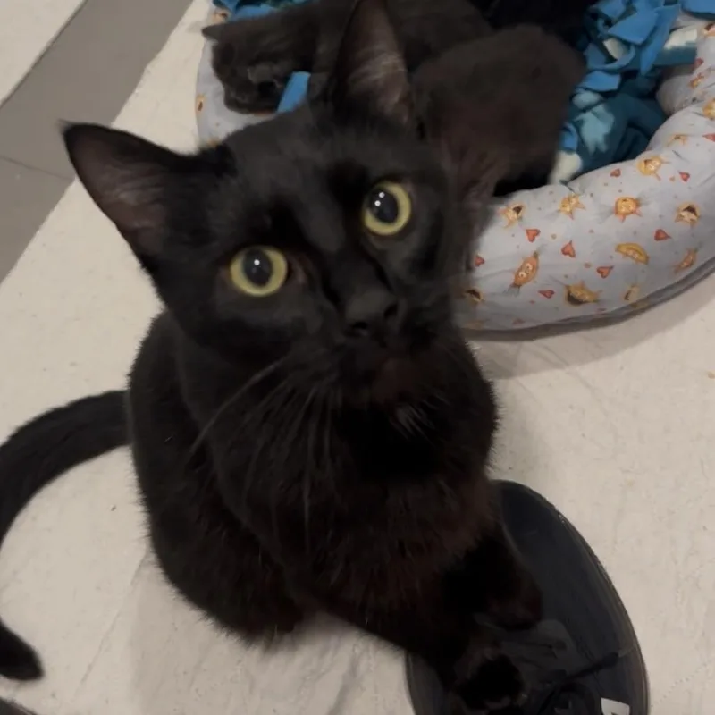 An adult small-sized female Black Domestic Short Hair cat named Mama Sundae for adoption in St. Louis, MO