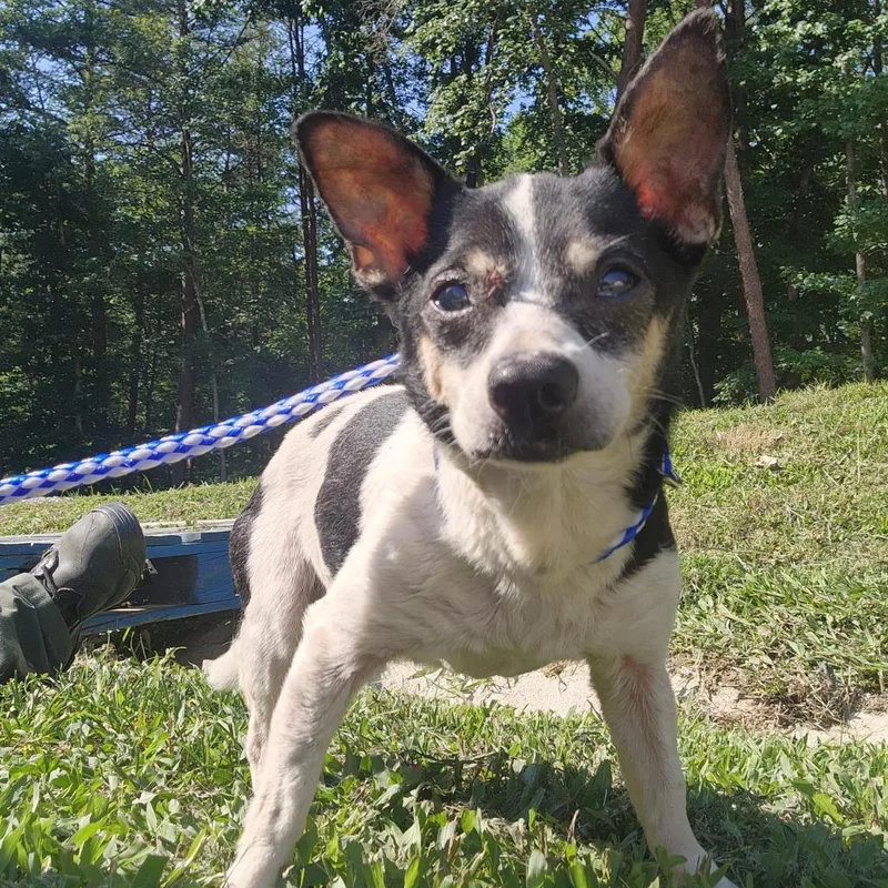 A senior small-sized female White / Cream Jack Russell Terrier dog named Thelma for adoption in Evensville, TN
