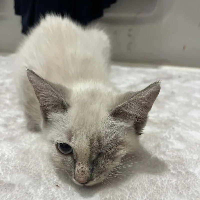 A baby small-sized male White Domestic Short Hair cat named Audra for adoption in Fredericksburg, TX