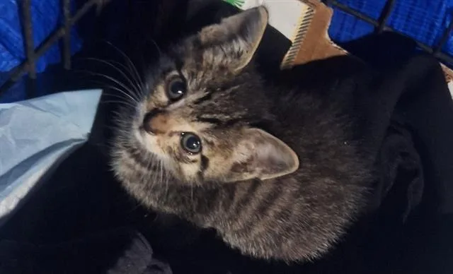 A baby small-sized male Domestic Short Hair cat named Thumper for adoption in San Antonio, TX