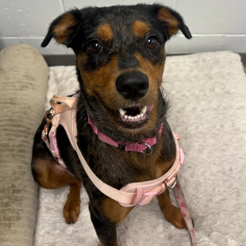 A young medium-sized female Black Mixed Breed dog named Willow for adoption in Sarasota, FL