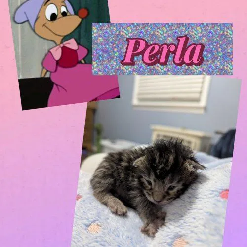 A baby small-sized female Tabby (Brown / Chocolate) Domestic Short Hair cat named Perla for adoption in Fishers, IN