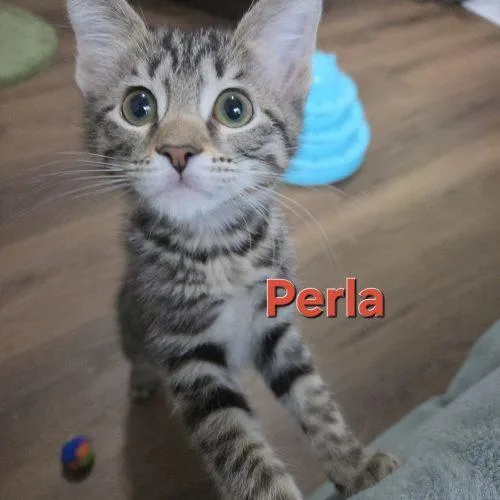 Perla thumbnail 6