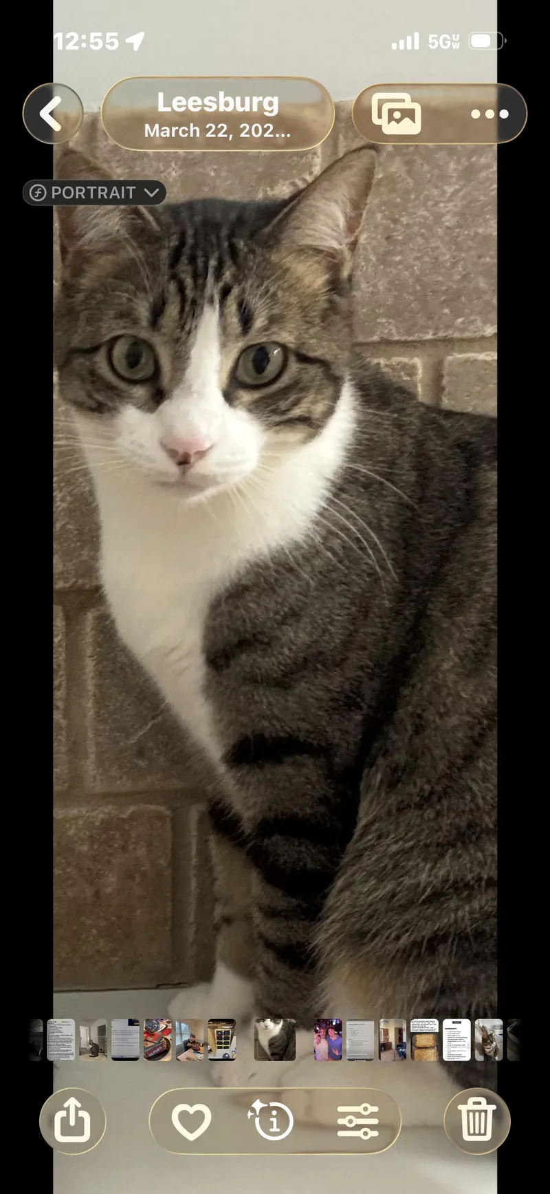 An adult medium-sized female Domestic Short Hair cat named Lily for adoption in Dawson, GA