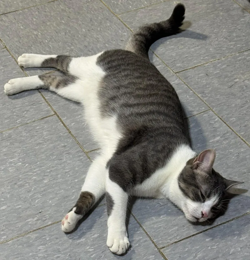 An adult medium-sized male Gray & White Domestic Short Hair cat named Spartacus for adoption in Spring Lake, NJ