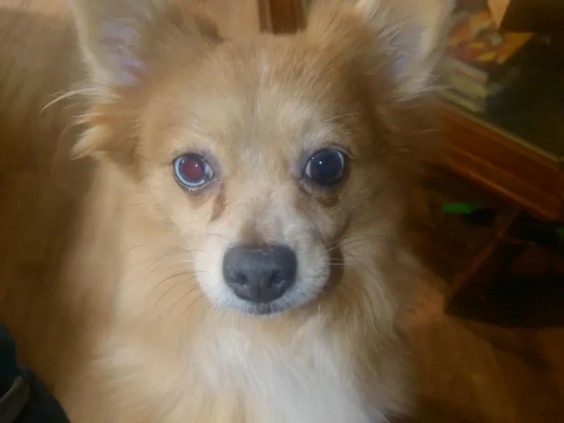Peaches thumbnail 5