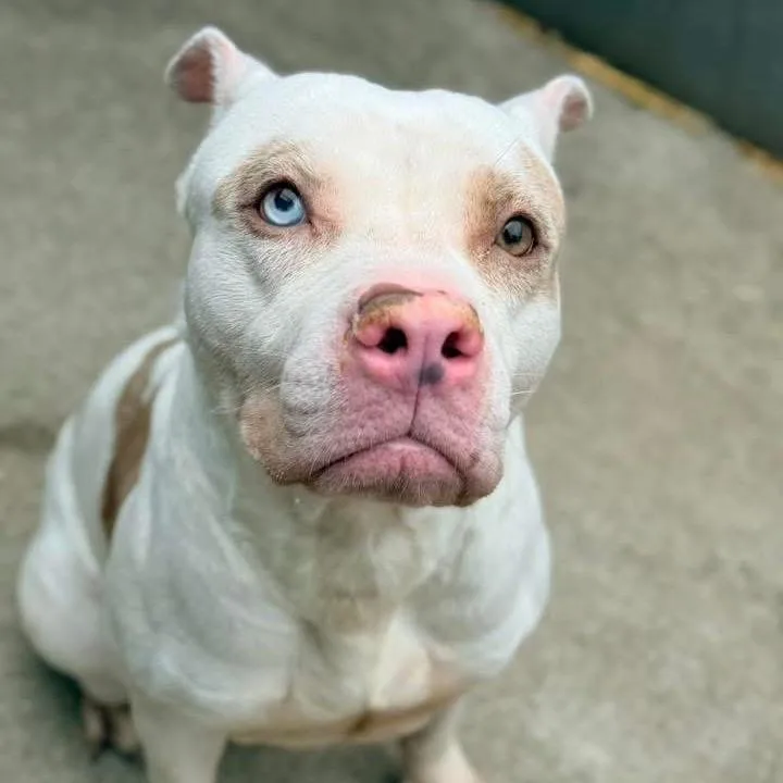 Spot ~ Coming Soon!!! thumbnail 3