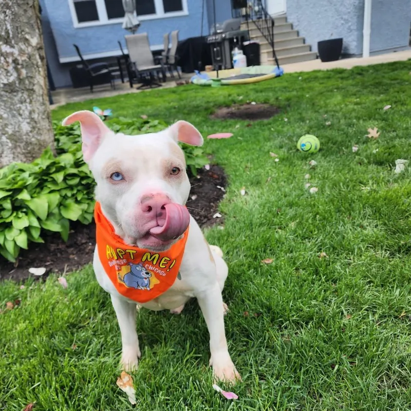 Spot ~ Coming Soon!!! thumbnail 4