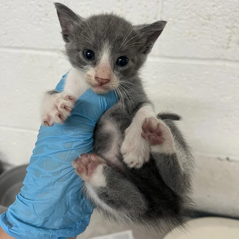 A baby small-sized male Gray / Blue / Silver Domestic Short Hair cat named Joker for adoption in Edinburg, TX
