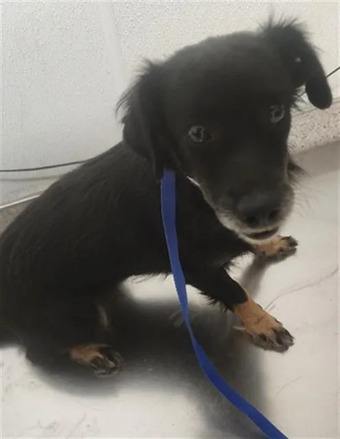A young small-sized female Chihuahua dog named Casey for adoption in Bakersfield, CA