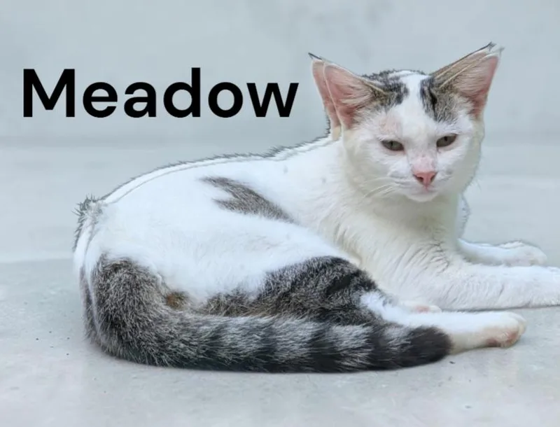 An adult medium-sized female Gray & White Domestic Short Hair cat named Meadow for adoption in Weems, VA