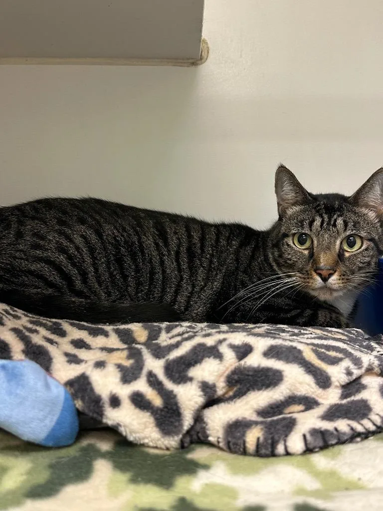 A young medium-sized male Domestic Short Hair cat named Pluto for adoption in Johnson City, TN