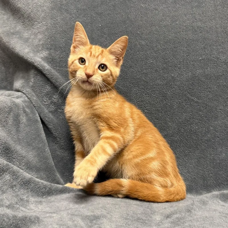 A baby medium-sized male Domestic Short Hair cat named Sunstone for adoption in Brenham, TX
